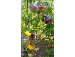 Томат Росомаха (Wolverine)