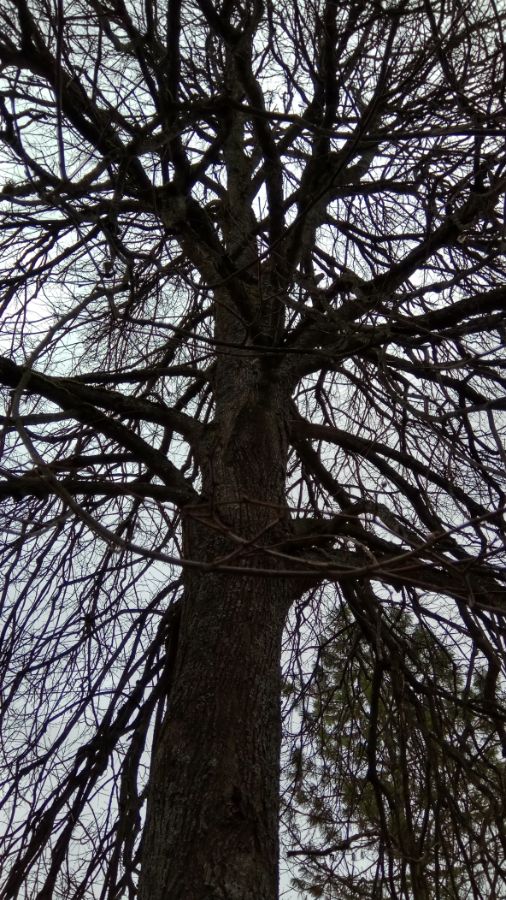 Удаление липы по частям д. Мерёво Лужского района.