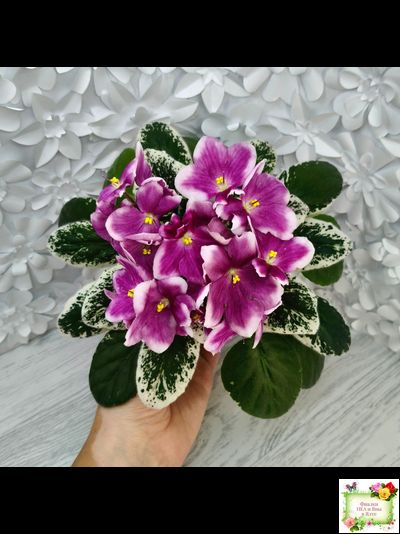 KZ-Источник Вдохновения (И. Заикина) 2023 г.