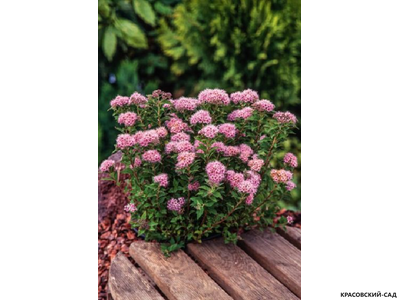 Спирея японская Мерло Нана Купить в магазине красовский-сад.рф