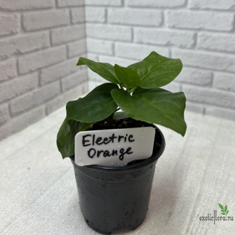 Гибискус  Electric orange