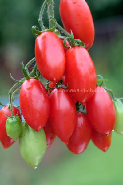 Томат Килечки, 10 шт