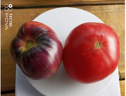 Томат Озарк восход (Ozark Sunrise), Германия