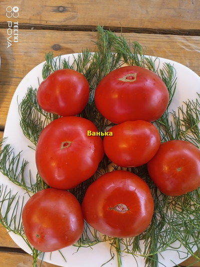 Томат Ванька