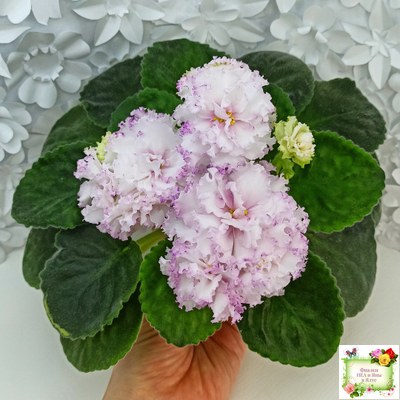 Фея (Т. Л. Дадоян) (лист укоренённый)