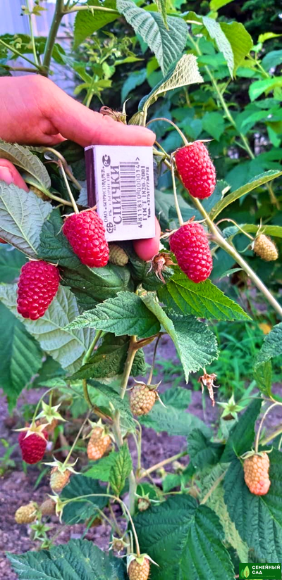 Малина  рем.* "Малиновая Гряда"