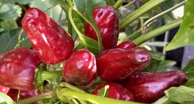 Перец острый Турецкий цветок (Turkish Flower)