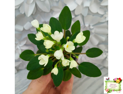 Chantaspring (R. Р. Hair) 1996 г. трейлер (пасынок посажен 20.10.25)