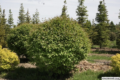 Топиар клён Татарский в форме шара