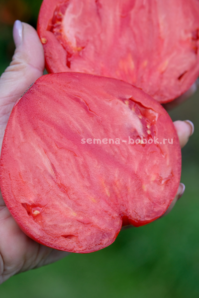 Томат Большая Красная Долли ( Big Dolly Red)