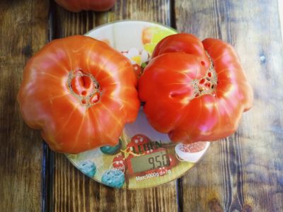 Томат Нанни бао (Nanni Bao), Италия