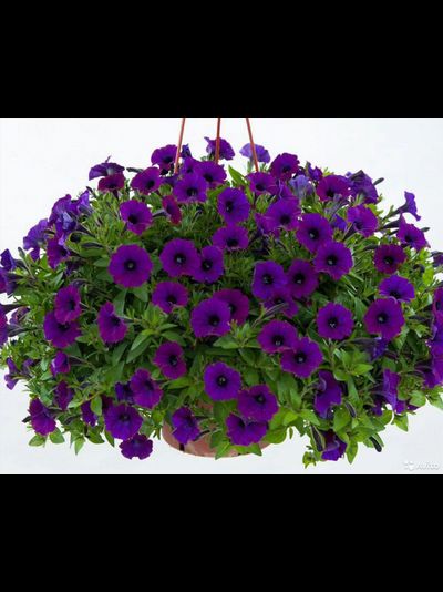 ПЕТУНИЯ АМПЕЛЬНАЯ СИНЯЯ ОПЕРА БЛЮ В КАШПО 4 ЛИТРА