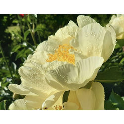 Пион Roy Persons Best Yellow (Рой Персон Бест Еллоу)