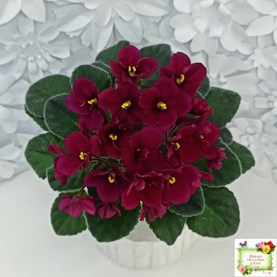 Jolly Mars (H.Pittman), #9718 (01/15/2007)