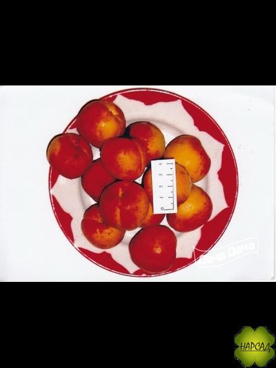 ПАМЯТИ САЛАМАТОВА (компактный и вкусный)