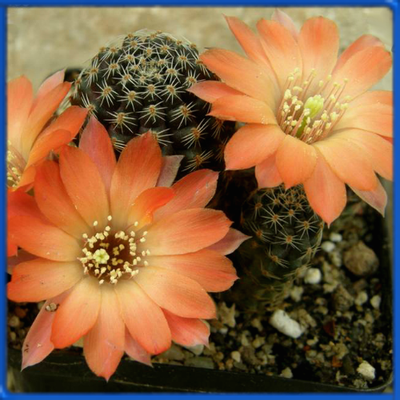 Mediolobivia orurensis