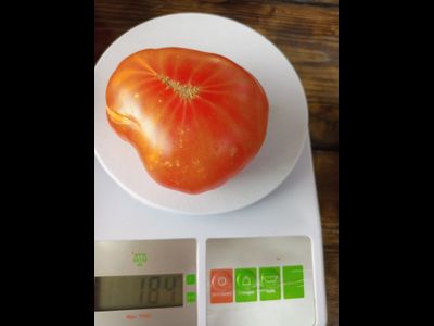 Томат Русский вихрь (Dwarf Russian Swirl) США