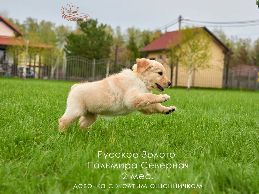 2 месяца. Девочка ЖЕЛТЫЙ ошейничек