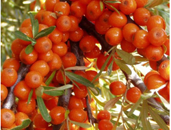 Облепиха крушиновидная Friesdorfer Orange, C2