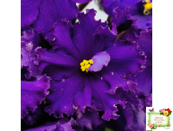 РМ-Черный Оникс (Н. Скорнякова) 2023 г.