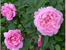 Мери Роуз роза, ОКС