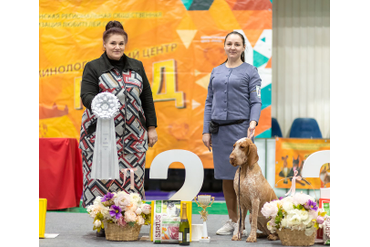 BEST IN SHOW 2 место ИТАЛЬЯНСКИЙ БРАКК - GHITA COMPATRIOTA DI BONFINI