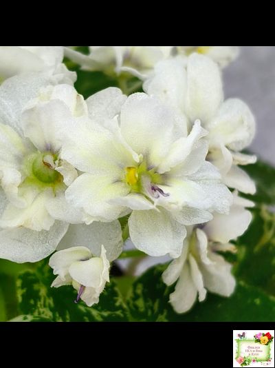 Adirondack Moon (S. Sorano) (лист посажен 28.01.26)