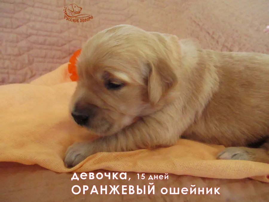 Девочка с оранжевым ошейничком, 15 дней