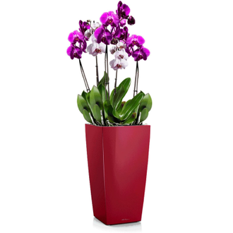 Орхидея Фаленопсис + CUBICO 22 Ярко-красный блестящий