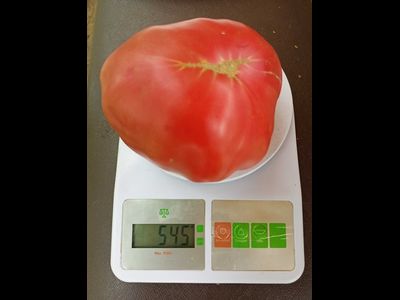 Томат Rose Hippo (Розовый бегемот)