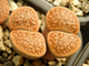 Lithops hookeri (vermiculate form) C051 (MG-1616.05)