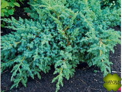 Можжевельник казацкий "БЛЮ СВИД" (саженец 30 см)
