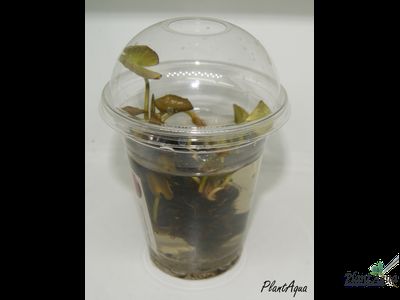 Нимфея Рембранд