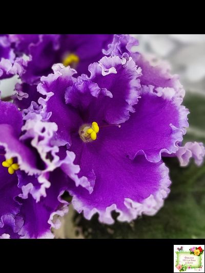 Dn-Юная Француженка (Д. Денисенко) 2016 г.