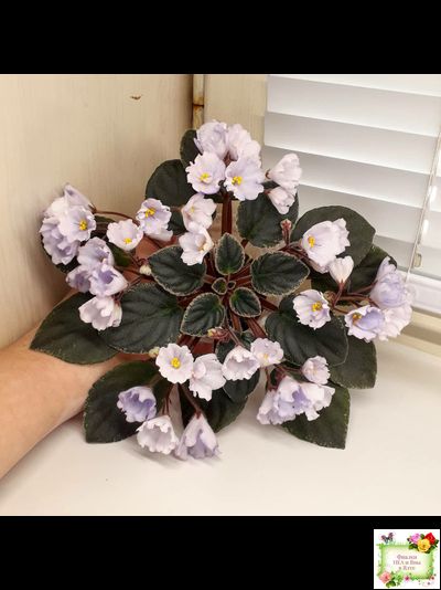 Rob&#039;s Pewter Bells (R. Robinson) 07/06/1992