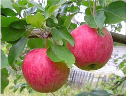 Мечта (яблоня)