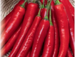 ОГОНЕК ОСТРЫЙ