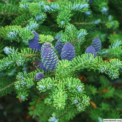 Пихта корейская - Abies koreana