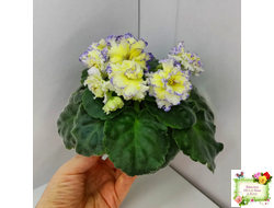 ЛЕ-Золото Нибелунгов (Е. Лебецкая) 2017 г.