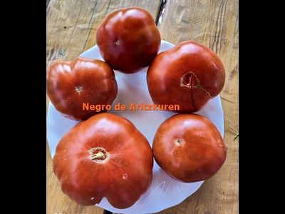 Томат Черный из Аризкурена (Negro de Aritzkuren)