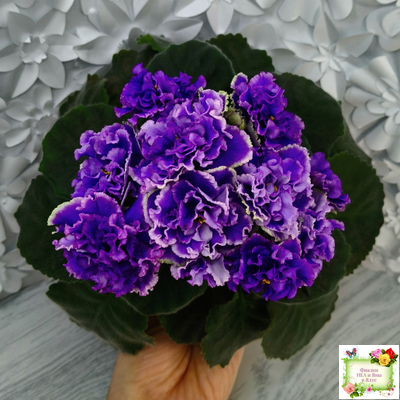 РМ-Синий Бриллиант (Н. Скорнякова) 2023 г.