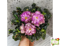 ЛЕ-Пряная Корица (Е. Лебецкая) 2020 г.