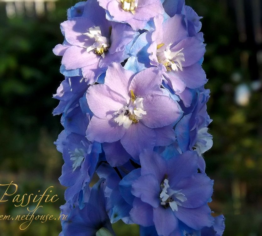 Дельфиниум новозеландский Delphinium "Morning Lights"