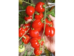 Томат Черри Аккордеон