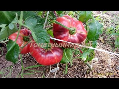 Томат Лазурный гигант (Azure Giant)