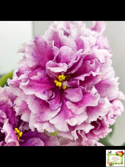 ВаТ-Агат Розовый (Т. Валькова) 2019 г.