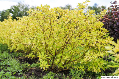 Дерен Ауреа - Aurea