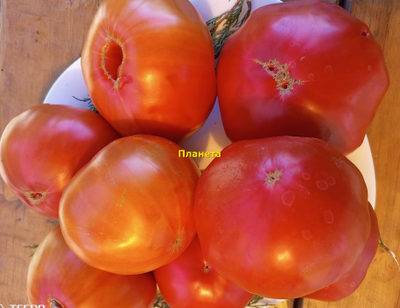 Томат Планета