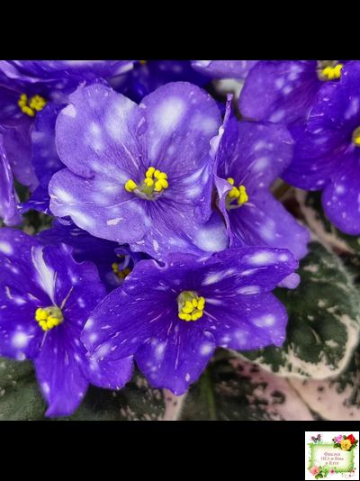 Rivermist Galaxy (J.Baker) (10973) 04/13/2018