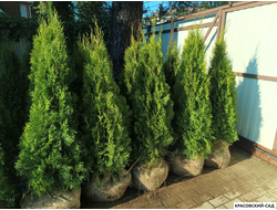 Туя Смарагд вдоль забора - Красовский-Сад.рф